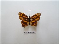 藏品(散紋盛蛺蝶)的圖片